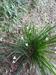 Libertia paniculata