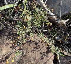 Hermannia multiflora