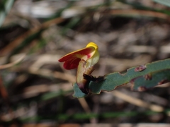 Bossiaea ensata