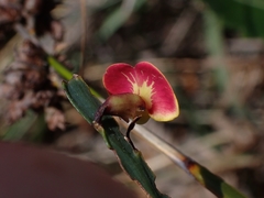 Bossiaea ensata