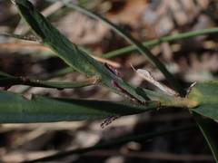 Bossiaea ensata