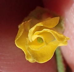 Hermannia multiflora