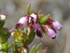 Erica phaeocarpa