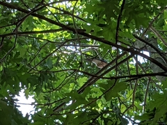 Garrulus glandarius