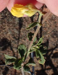 Hermannia multiflora