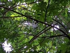 Garrulus glandarius