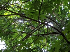 Garrulus glandarius