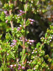 Erica phaeocarpa