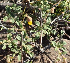 Hermannia multiflora