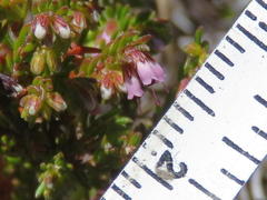Erica phaeocarpa