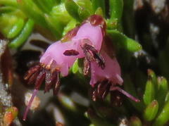 Erica phaeocarpa