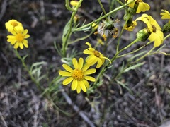 Senecio spanomerus