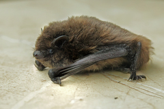 Pipistrellus nathusii