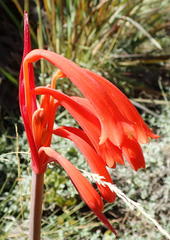 Cyrtanthus angustifolius