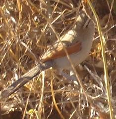 Tchagra australis australis