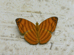 Chersonesia rahria