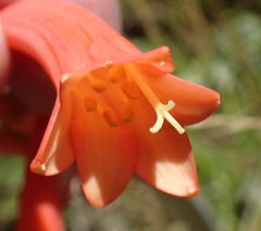 Cyrtanthus angustifolius