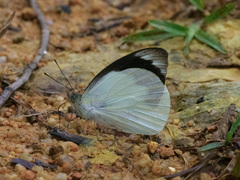 Appias indra