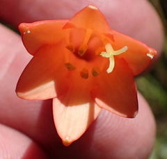 Cyrtanthus angustifolius