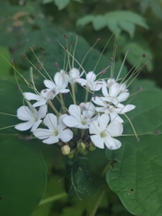 Clerodendrum chinense