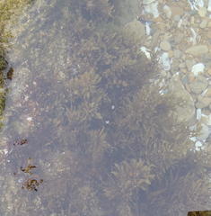 Sargassum incisifolium