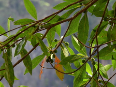 Timonius timon