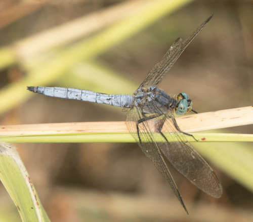 Keeled Skimmer photo 3
