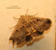 Acantholipes