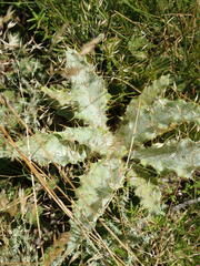 Berkheya francisci