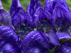 Aconitum tauricum