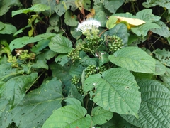 Clerodendrum colebrookianum