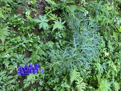 Aconitum tauricum