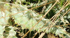 Berkheya francisci