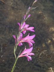 Gladiolus dubius