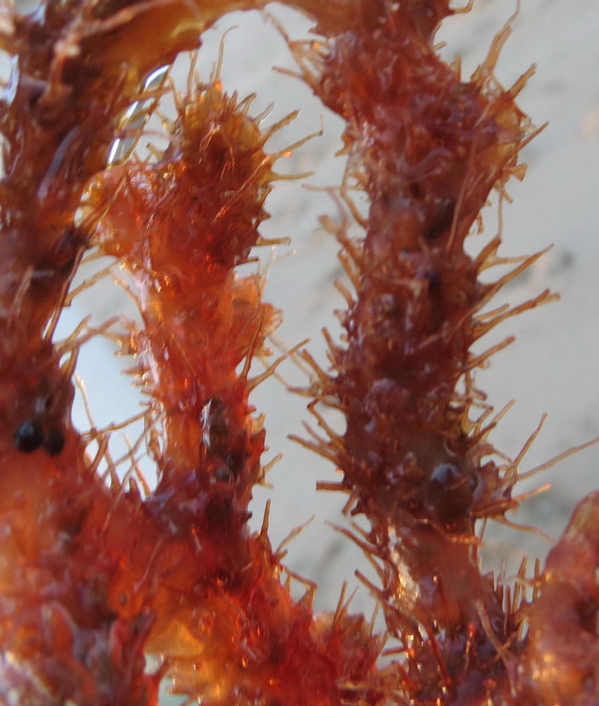 Ptilophora