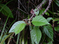 Argophyllum curtum