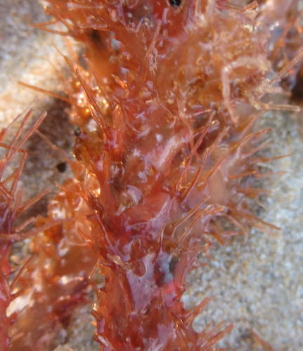 Representative image of Gelidiaceae