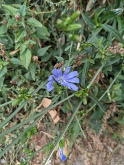 Cichorium intybus