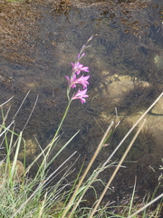 Gladiolus dubius