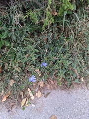 Cichorium intybus