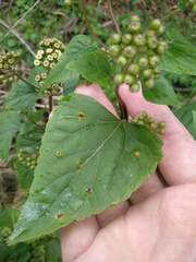 Baeodromus eupatorii