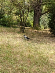 Corvus cornix