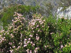 Erica petraea