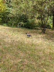 Corvus cornix