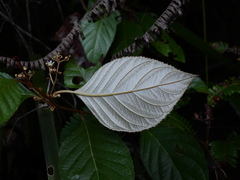 Argophyllum curtum