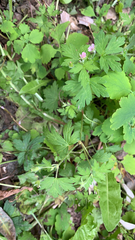 Geranium sibiricum