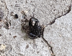 Eleutherodactylus campi