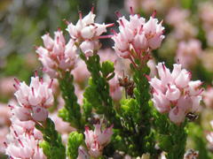 Erica petraea