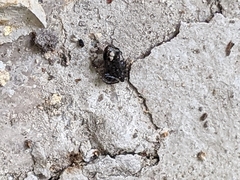 Eleutherodactylus campi