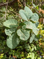 Cotinus coggygria